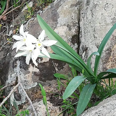 Terrazza In Paradiso * Costa Paradiso